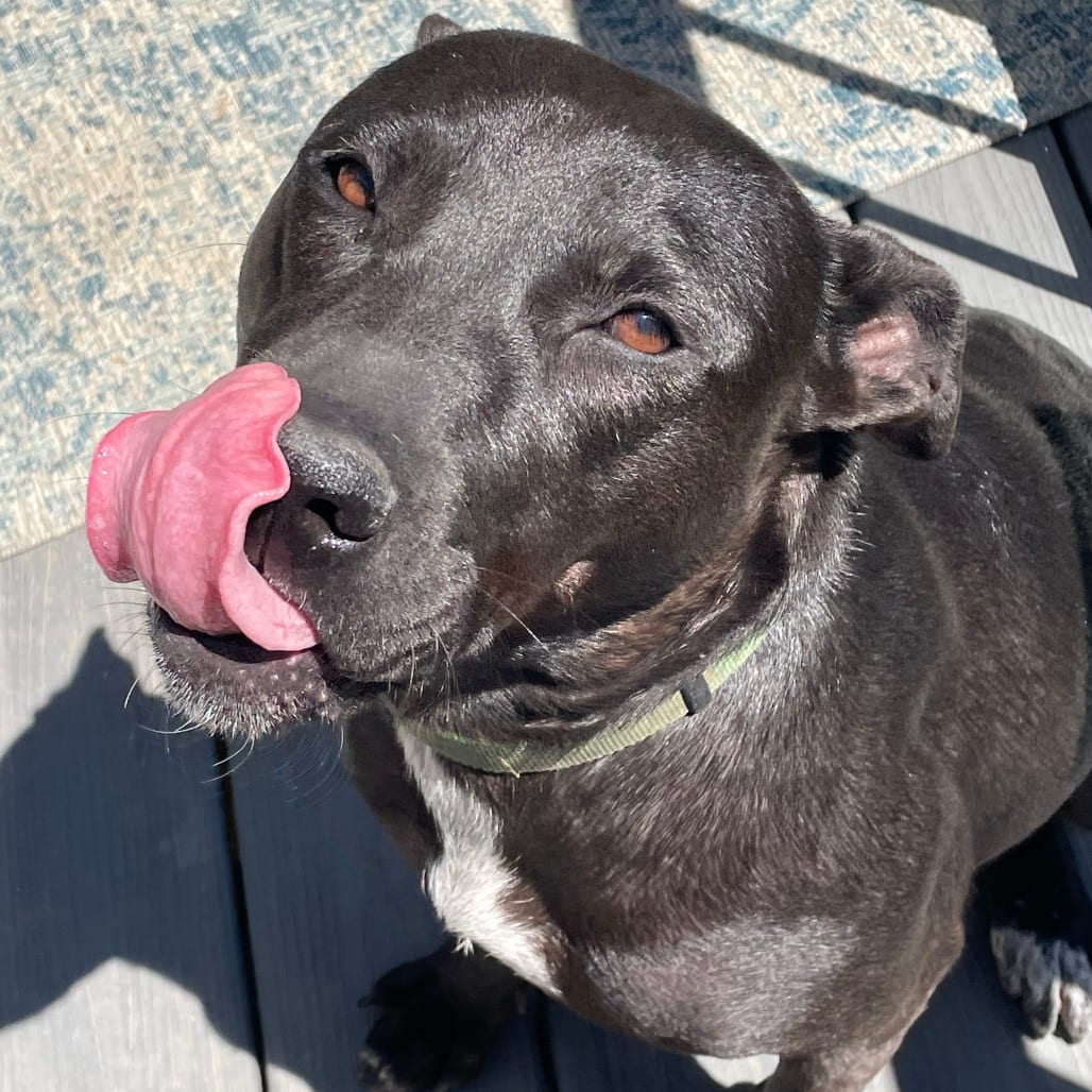 Photo of Donut, adoptable Mixed Breed (Medium) in Chattanooga, Tennessee