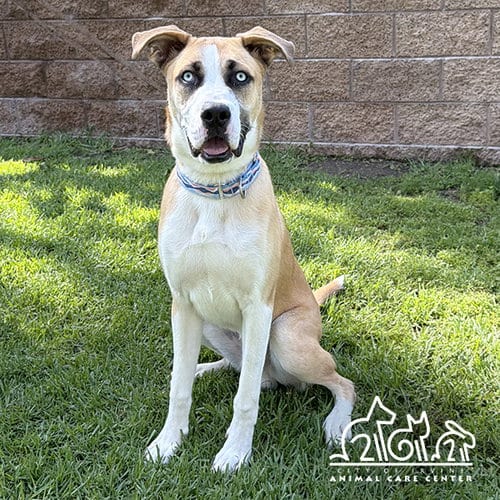 Photo of Bowie, adoptable Labrador Retriever in Irvine, California