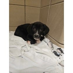 Photo of Morris, adoptable Mixed Breed (Medium) in Munster, Indiana