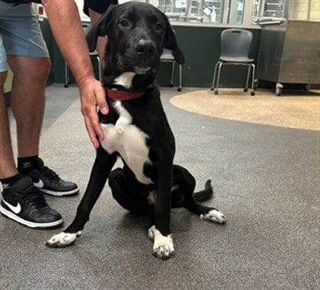Photo of Logan, adoptable Labrador Retriever in Los Angeles, California