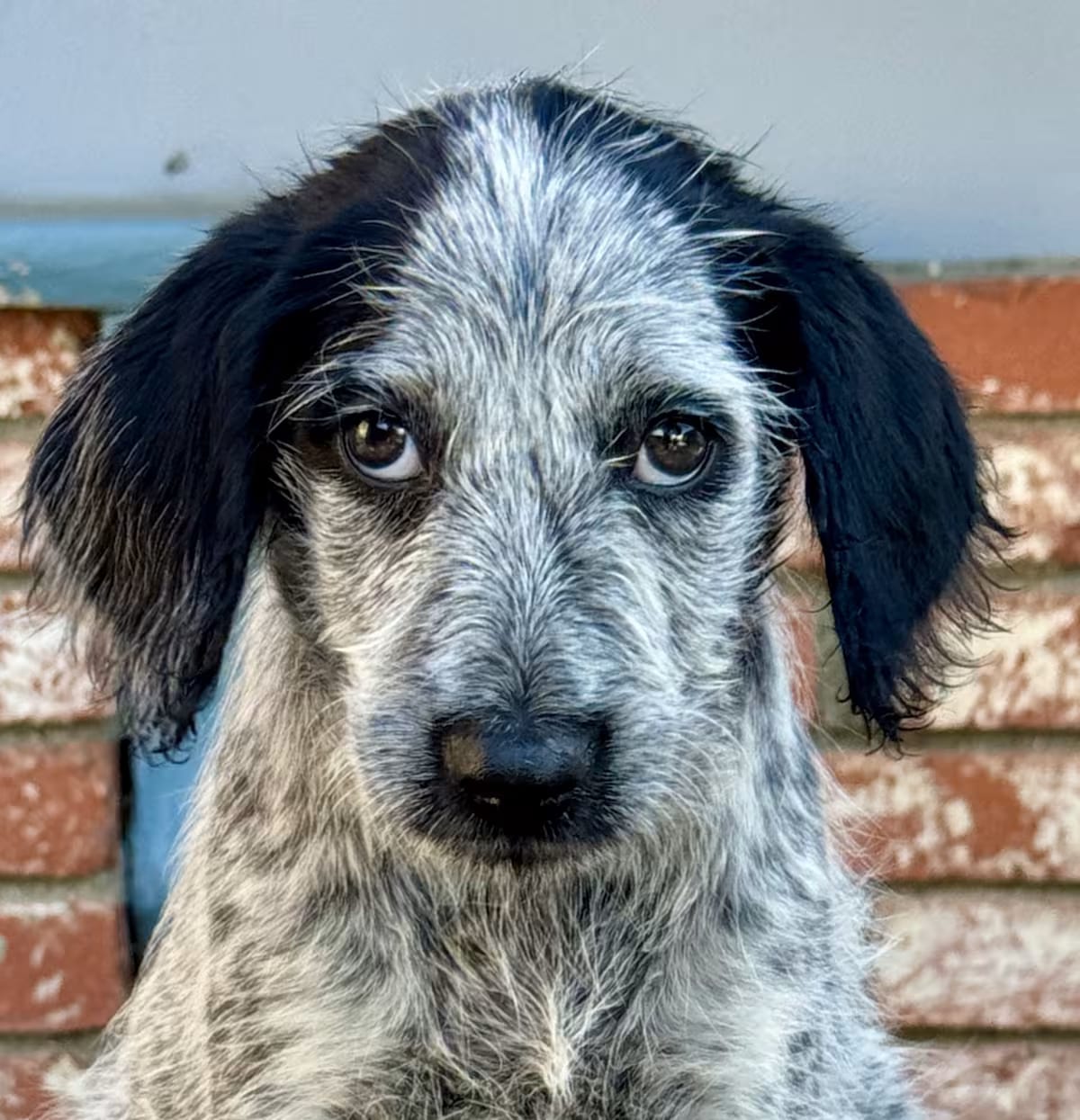Photo of Mimosa, adoptable Cattle Dog Goldendoodle in Valley Glen, California