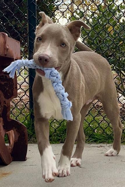 Photo of Duke, adoptable Pit Bull Terrier in Santa Cruz, California
