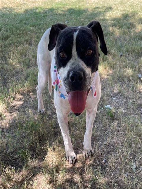 Photo of Brigette, adoptable Pit Bull Terrier in Tulsa, Oklahoma