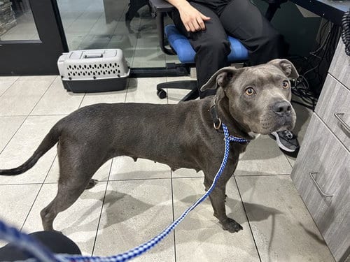 Photo of Sage, adoptable Pit Bull Terrier in Garland, Texas