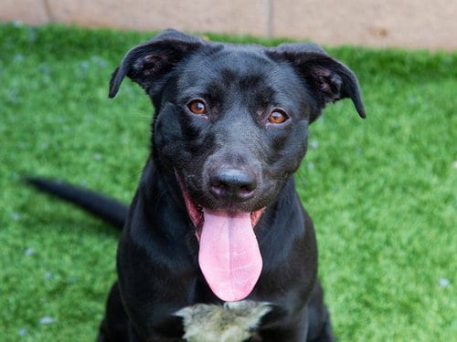 Photo of Allie, adoptable Labrador Retriever in Moreno Valley, California