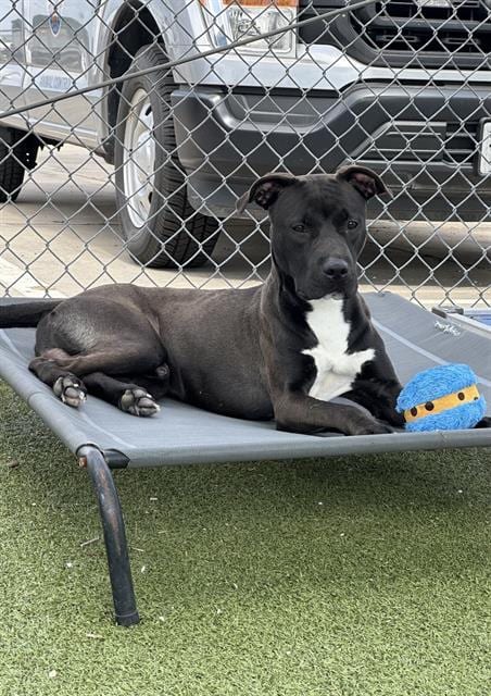 Photo of Poe, adoptable American Pit Bull Terrier in Pasadena, Texas