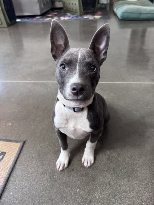 Photo of Stoney, adoptable Terrier in Greenville, South Carolina