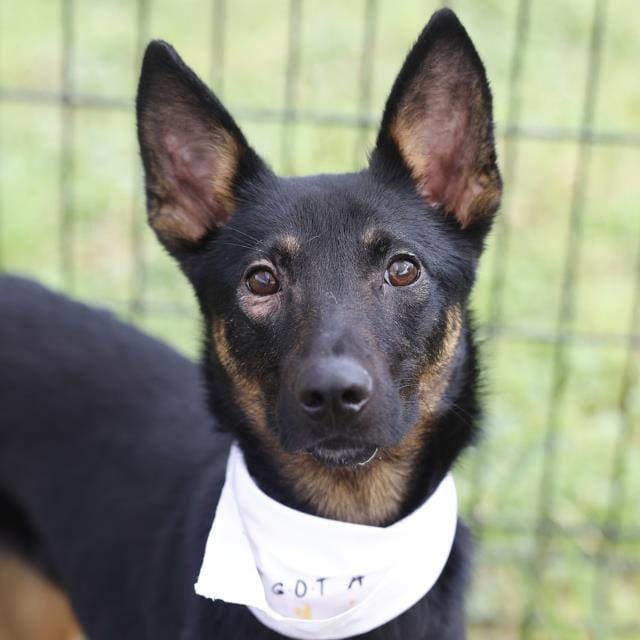 Photo of Bailey, adoptable dog in San Antonio, Texas