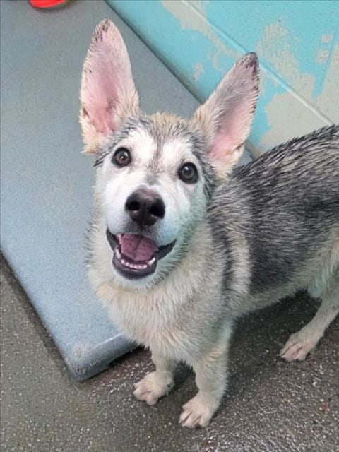 Photo of Flora, adoptable Siberian Husky in Woodland, California