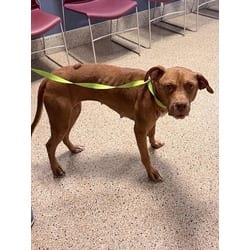 Photo of Robin, adoptable Terrier (Unknown Type, Medium) in Doral, Florida