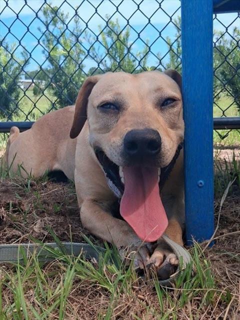 Photo of Banjo, adoptable Black Mouth Cur in Ocala, Florida