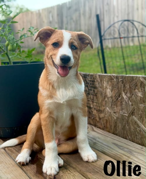 Photo of Puppy Ollie, adoptable Australian Shepherd in Franklin, Tennessee