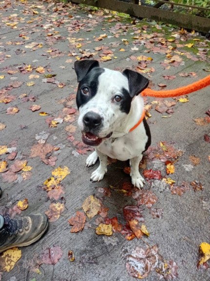 Photo of Chico, adoptable American Pit Bull Terrier in Derwood, Maryland