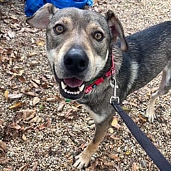 Photo of Jinx, adoptable Hound (Unknown Type) Mixed Breed (Medium) in Washington, District of Columbia