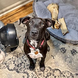 Photo of Coco, adoptable Labrador Retriever in East Hartford, Connecticut