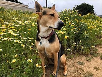 Photo of Scout, adoptable German Shepherd Dog in Dana Point, California