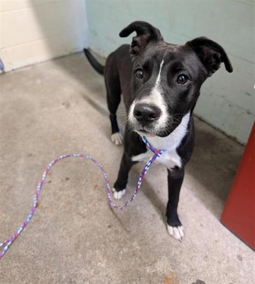 Photo of Lucia, adoptable Labrador Retriever in Sacramento, California