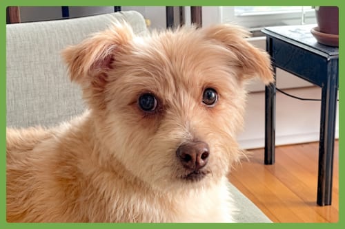 Photo of Sunny, adoptable Chihuahua in Amherst, Massachusetts