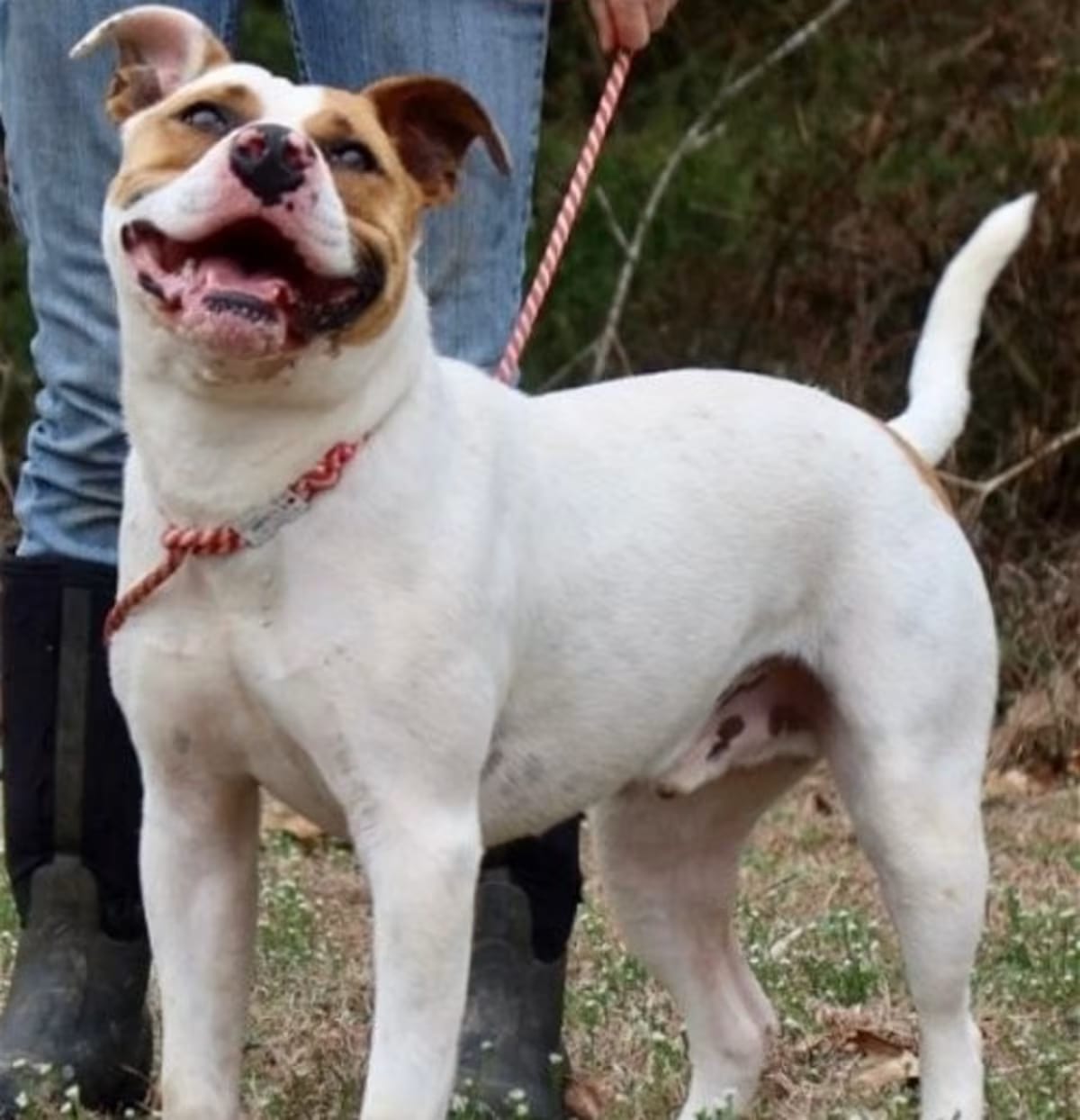 Photo of Tug, adoptable American Staffordshire Terrier in Rockingham transport, New Hampshire