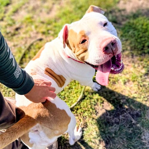 Photo of Pavlova, adoptable Pit Bull Terrier in Oakland, California