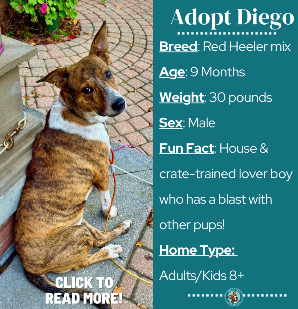 Photo of Diego, adoptable Australian Cattle Dog/Mixed Breed (Medium) in Metamora, Michigan