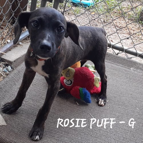 Photo of Rosie Puff (3mo, 22lbs), adoptable Hound in Hinton, West Virginia