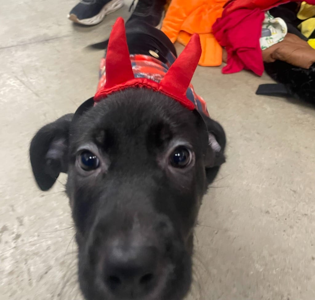 Photo of Jolene, adoptable Mixed Breed in Minot, North Dakota