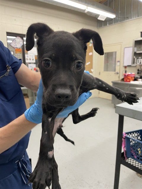 Photo of Nezi, adoptable Labrador Retriever in Waco, Texas