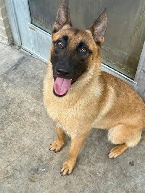 Photo of Beanie, adoptable Belgian Shepherd Malinois in Dallas, Texas