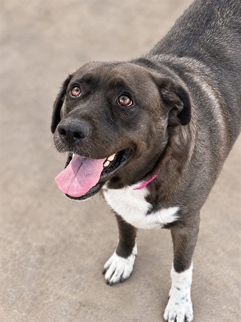 Photo of Ham, adoptable German Shepherd Dog in Killeen, Texas