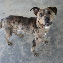 Photo of Loki, adoptable Catahoula Leopard Dog in Columbus, North Carolina