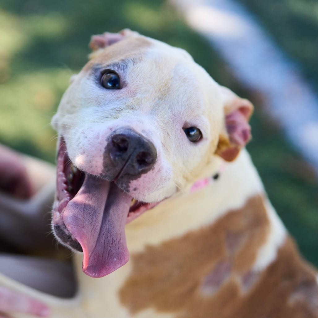 Photo of Adora, adoptable dog