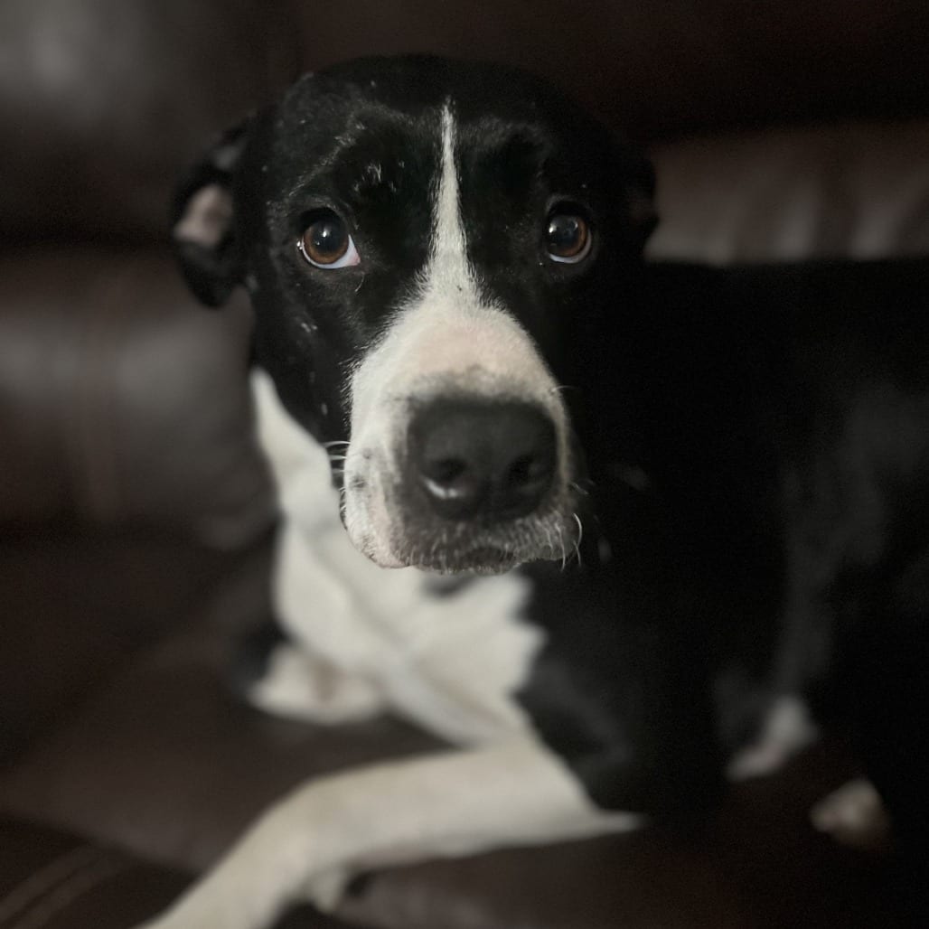 Photo of Grace, adoptable Terrier, American Staffordshire / Mix in San Antonio, Texas