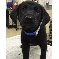 Photo of Porky, adoptable Labrador Retriever in Jurupa Valley, California