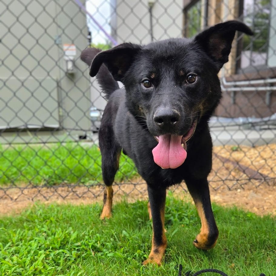 Photo of Diesel, adoptable Mixed Breed in Douglasville, Georgia