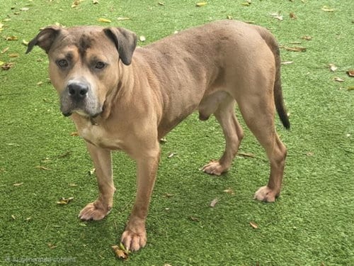 Photo of Max, adoptable Pit Bull Terrier in Van Nuys, California
