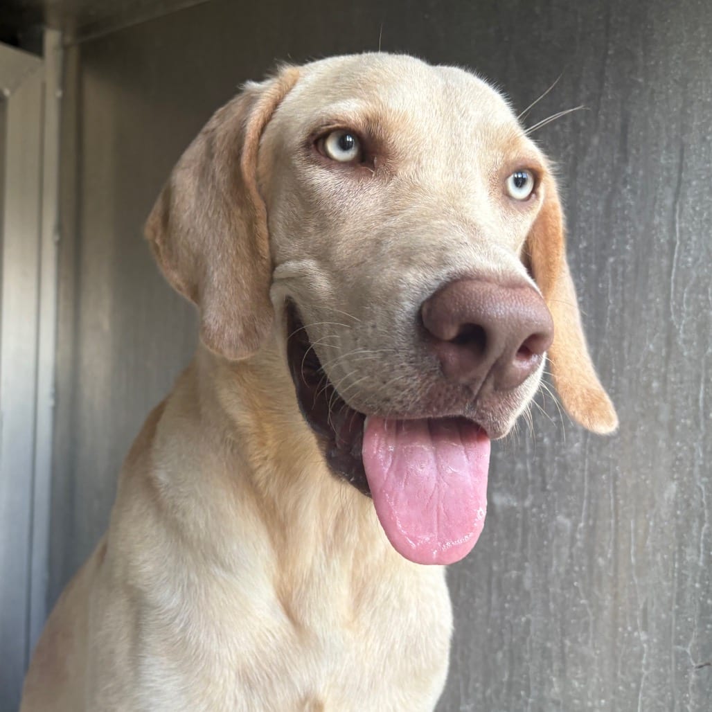 Photo of Waffle, adoptable Weimaraner in Brownsville, Texas