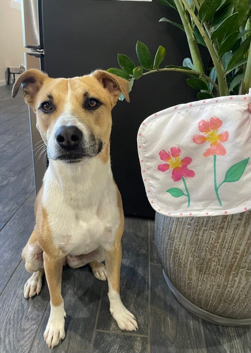 Photo of Marge, adoptable American Pit Bull Terrier in Chandler, Arizona