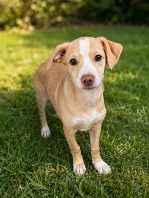 Photo of Sunny, adoptable Pit Bull Terrier in Clinton Township, Michigan