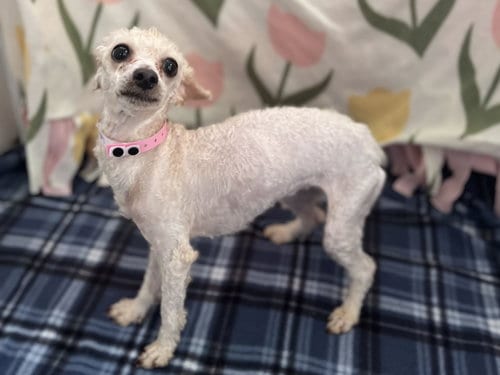 Photo of Lydia Sep 26, adoptable Poodle (Toy) in Pacolet, South Carolina