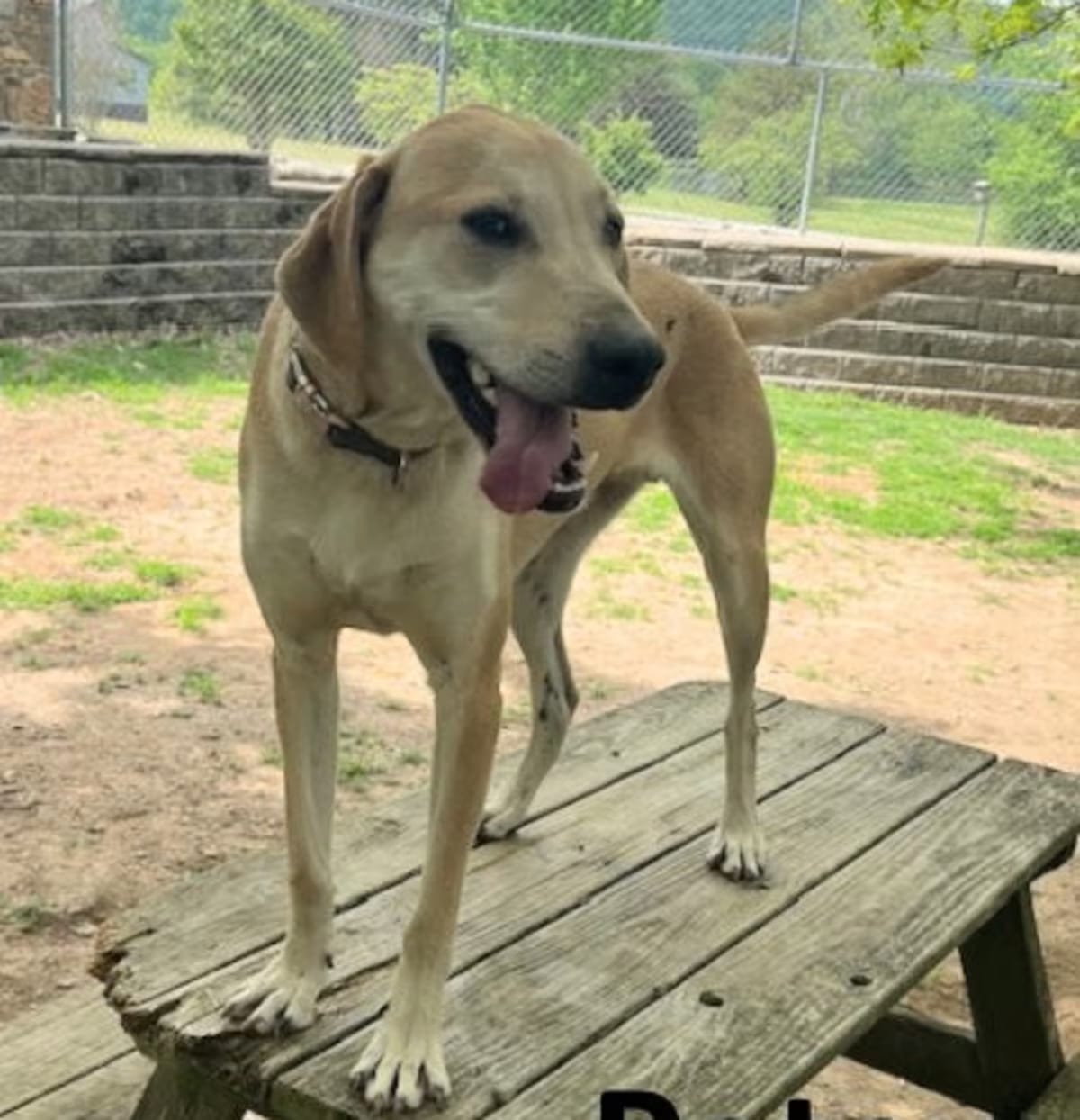 Photo of Petey, adoptable Coonhound/Hound (Unknown Type) in Mountain View, Arkansas