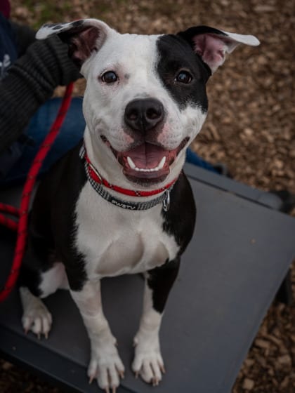 Photo of Penny, adoptable dog in Chamblee, Georgia