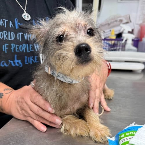 Photo of Ravioli, adoptable Yorkshire Terrier Yorkie in Lawrenceville, New Jersey