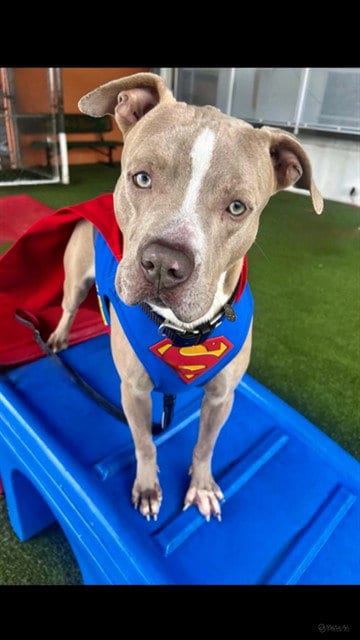 Photo of Superman, adoptable Pit Bull Terrier in Miami, Florida