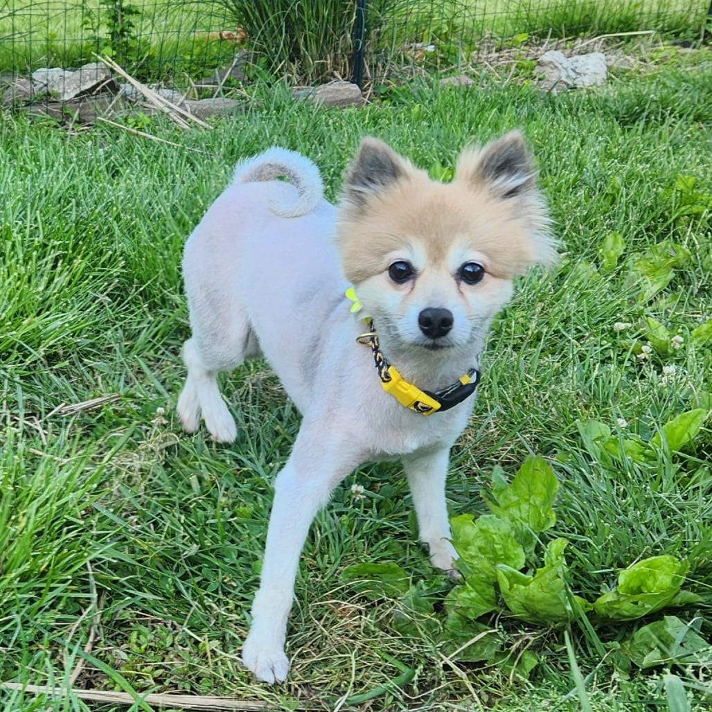Photo of Elle Driver (Kill Bill litter), adoptable Pomeranian in St. Louis, Missouri