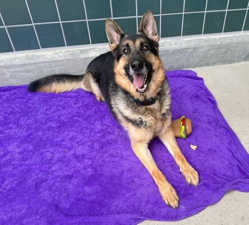 Photo of Zeus, adoptable German Shepherd Dog in Rancho Cucamonga, California