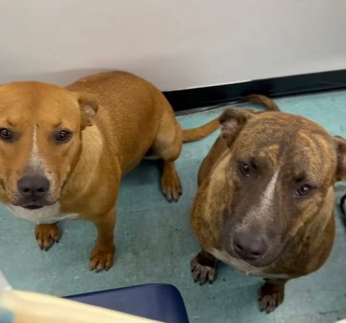 Photo of Mia & Canela, adoptable Terrier in Miami, Florida
