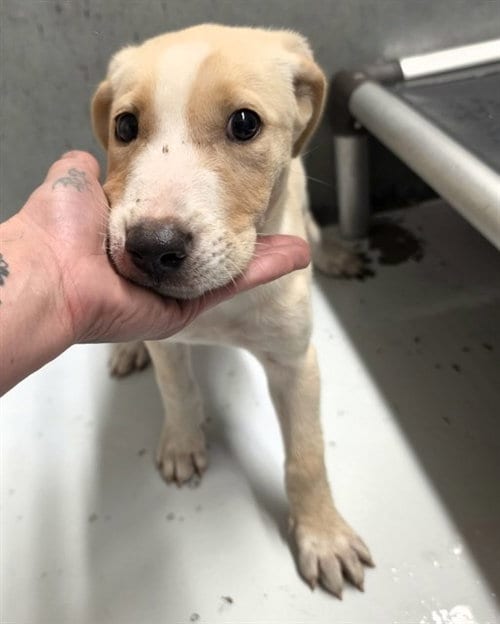Photo of A432197, adoptable Labrador Retriever in Conroe, Texas