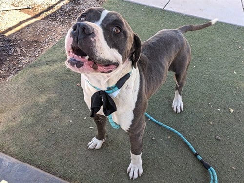 Photo of Twizzler, adoptable American Pit Bull Terrier in Phoenix, Arizona
