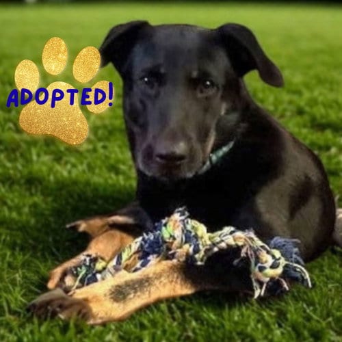 Photo of Kimmy, adoptable German Shepherd Dog in Baltimore, Maryland